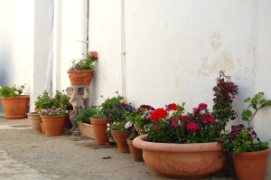 some of my flowers at the studio